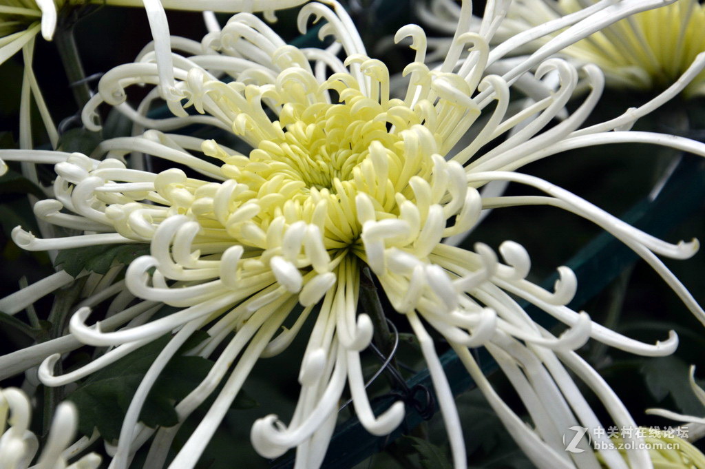 阔别十八年 嘉定菊花展重现汇龙潭秋霞圃