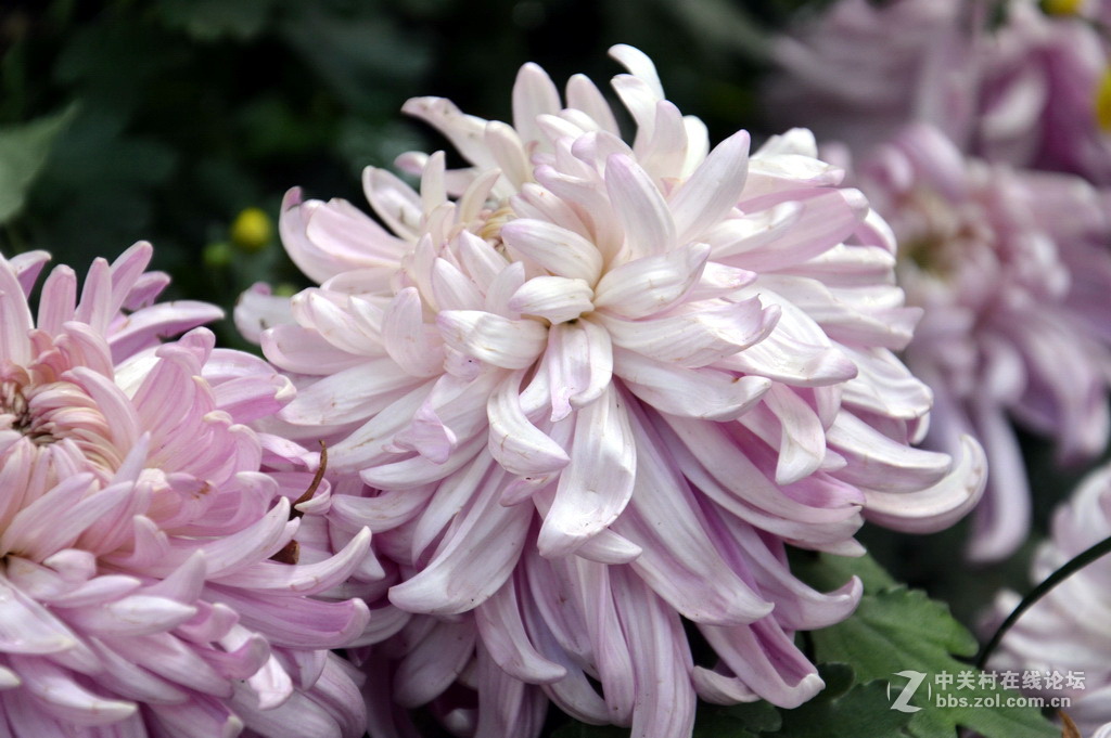 阔别十八年 嘉定菊花展重现汇龙潭秋霞圃