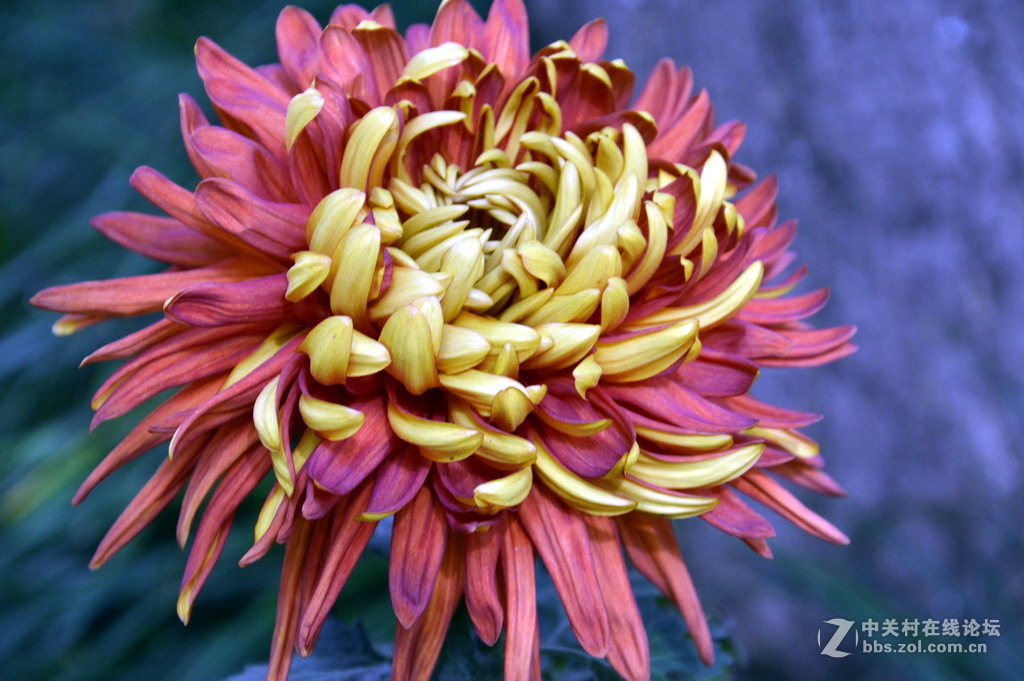 阔别十八年 嘉定菊花展重现汇龙潭秋霞圃