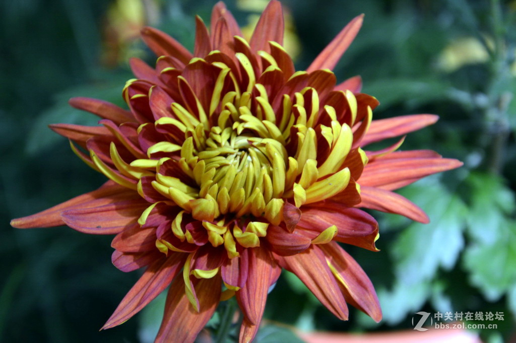 阔别十八年 嘉定菊花展重现汇龙潭秋霞圃