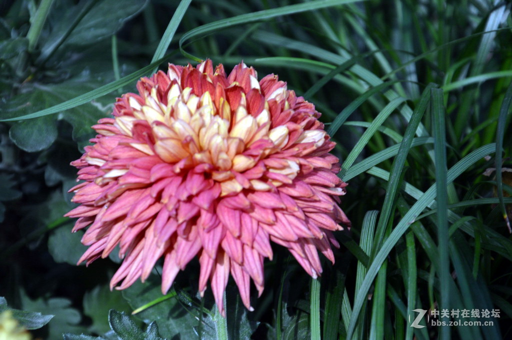 阔别十八年 嘉定菊花展重现汇龙潭秋霞圃