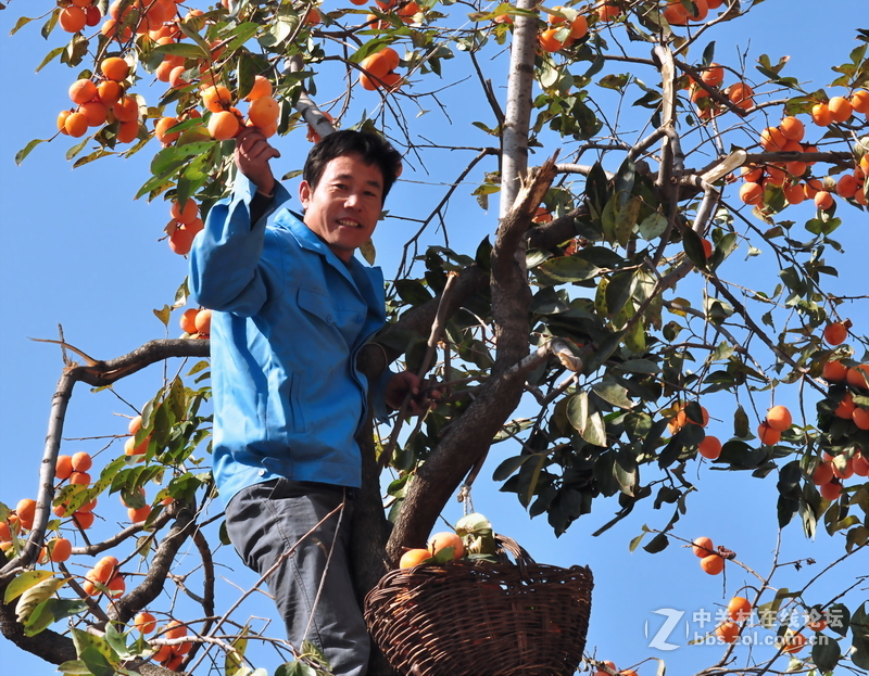 山东青州市柿子沟