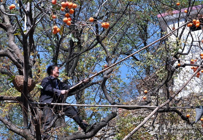 山东青州市柿子沟