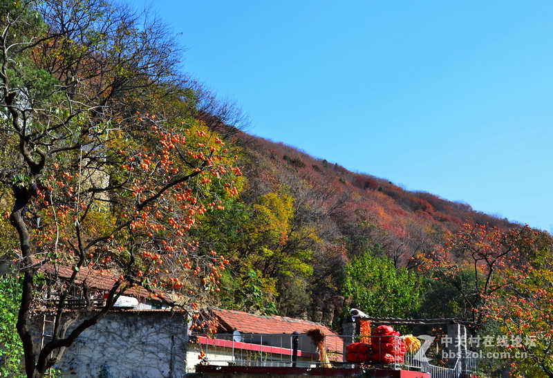 山东青州市柿子沟