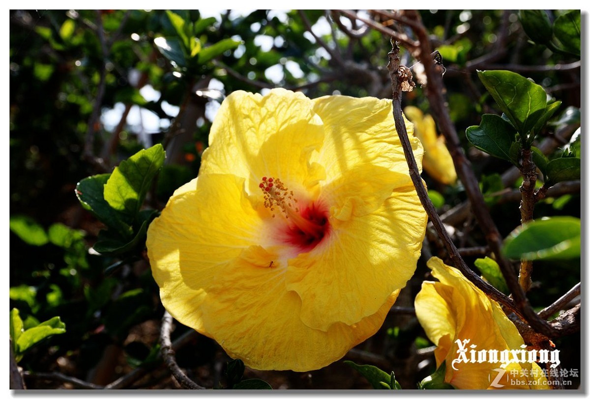 冲绳岛的花随拍(二）