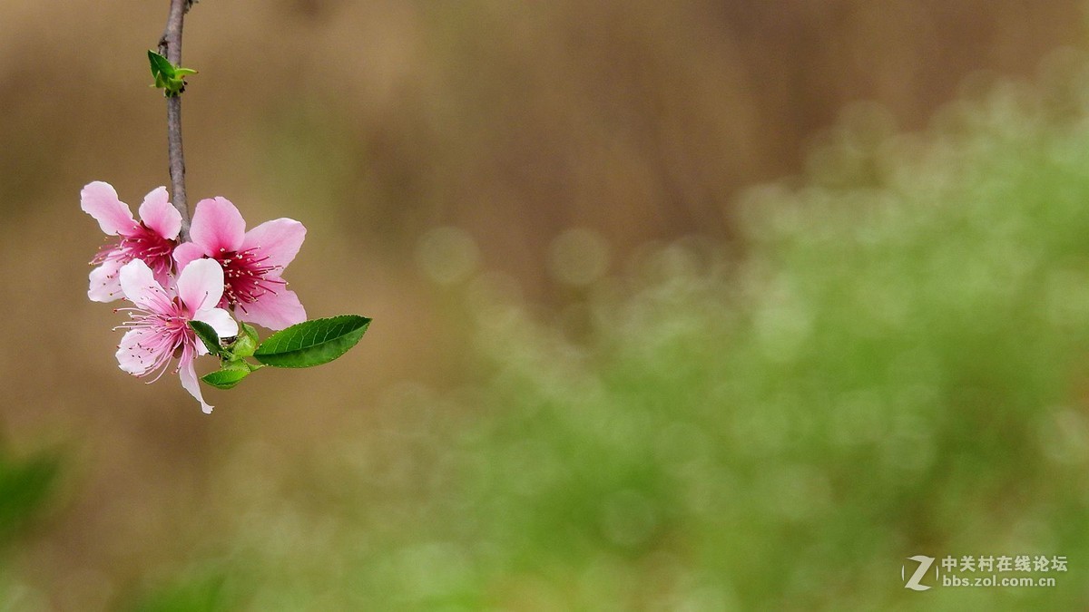 桃花朵朵開