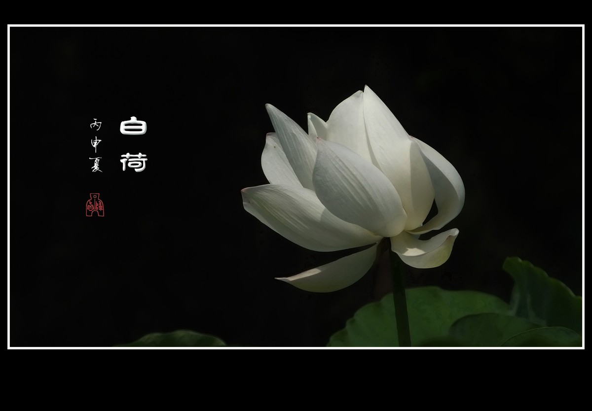 圣洁的白荷花