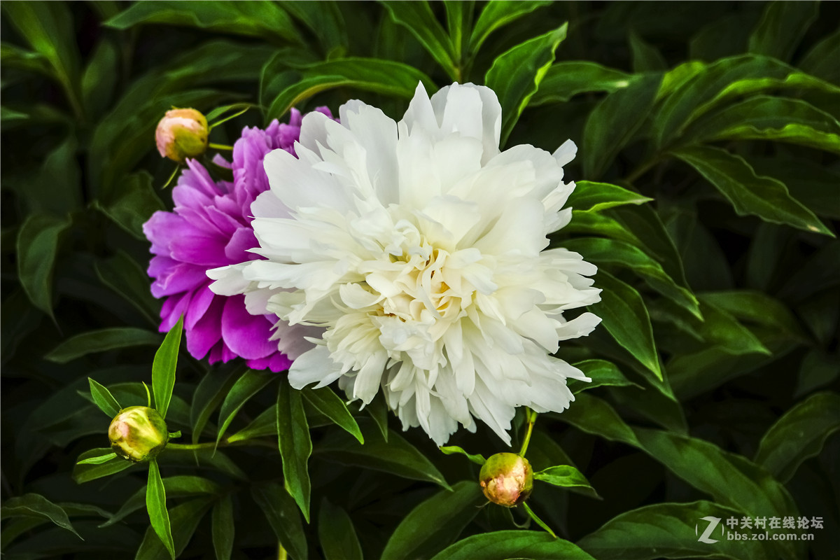 雅洁的白芍-中关村在线摄影论坛