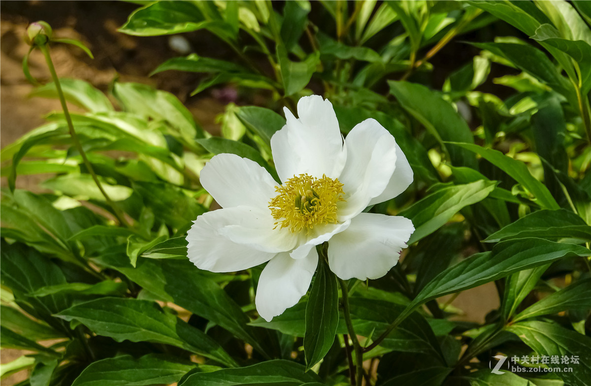 雅潔的白芍-中關村在線攝影論壇