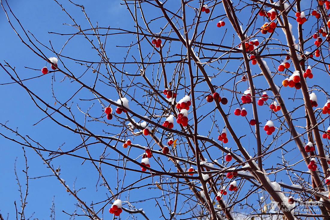 【 雪后的“海棠果 ” 】