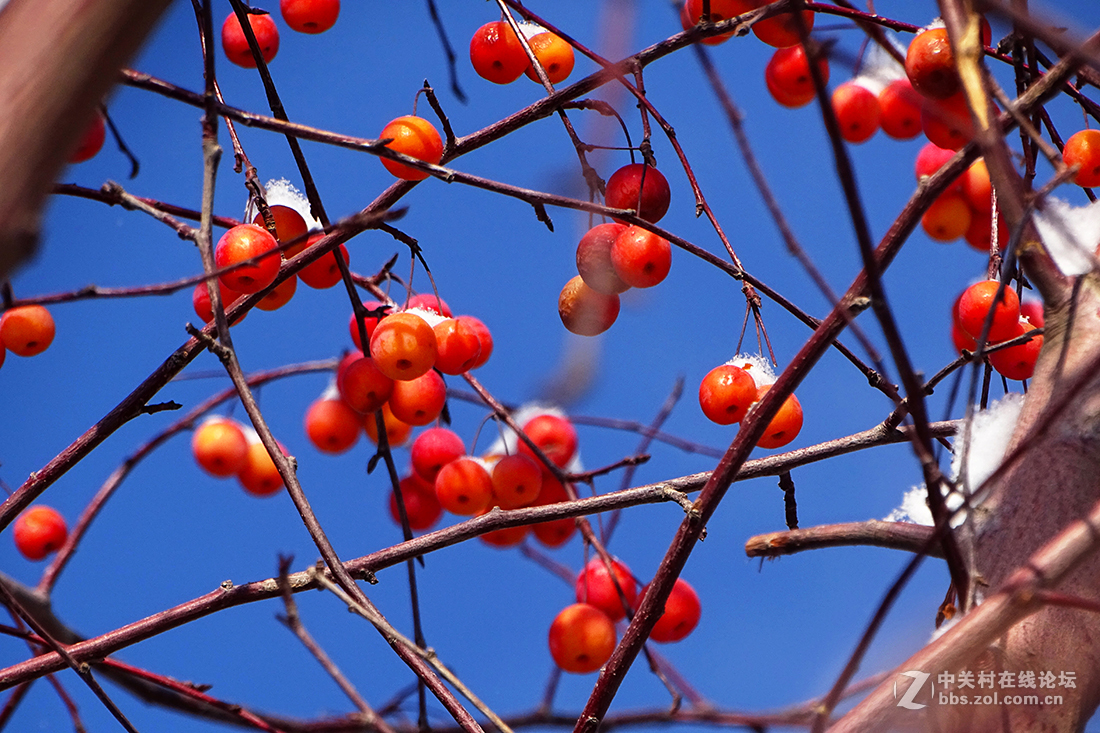 【 雪后的“海棠果 ” 】