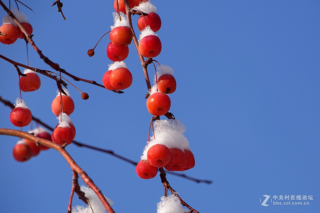 【 雪后的“海棠果 ” 】