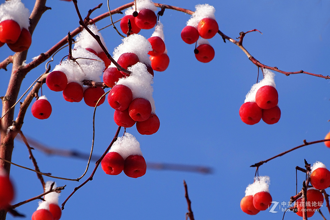 【 雪后的“海棠果 ” 】