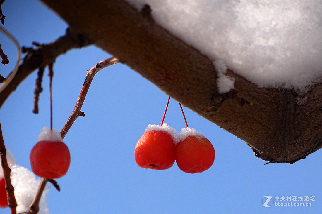 【 雪后的“海棠果 ” 】