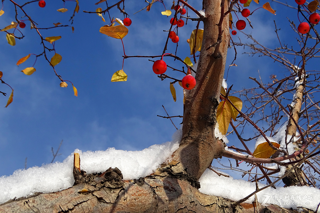 【 雪后的“海棠果 ” 】