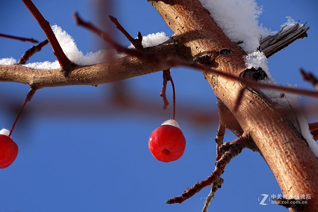 【 雪后的“海棠果 ” 】