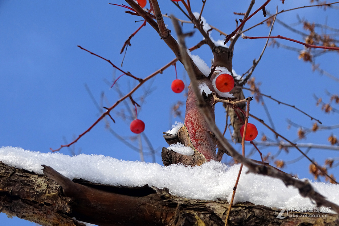 【 雪后的“海棠果 ” 】
