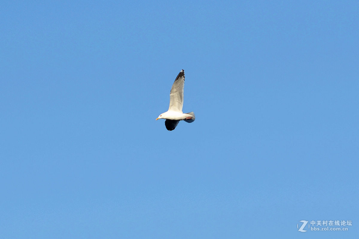 蓝天下飞翔的“海鸥”