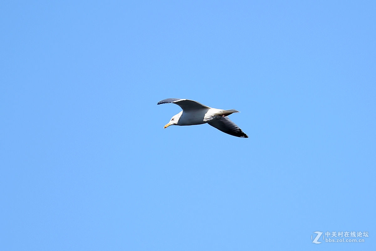 蓝天下飞翔的“海鸥”