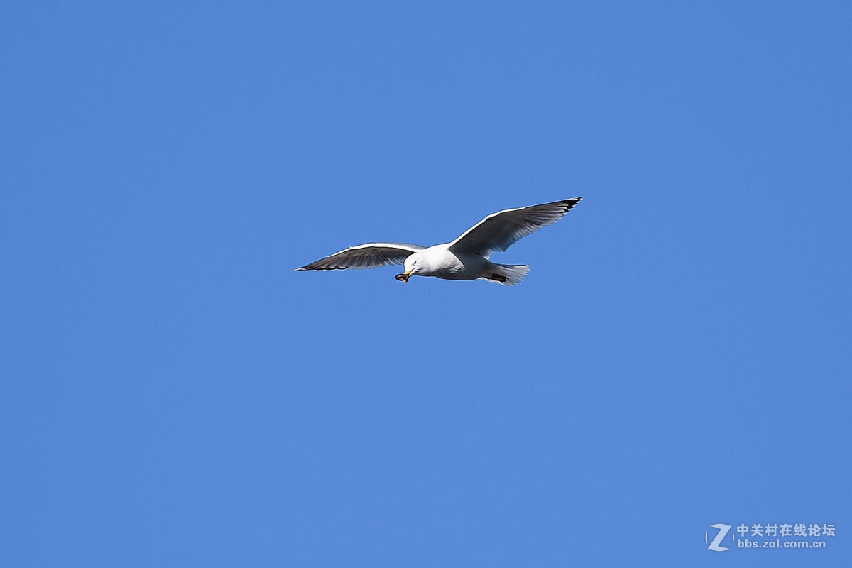 蓝天下飞翔的“海鸥”