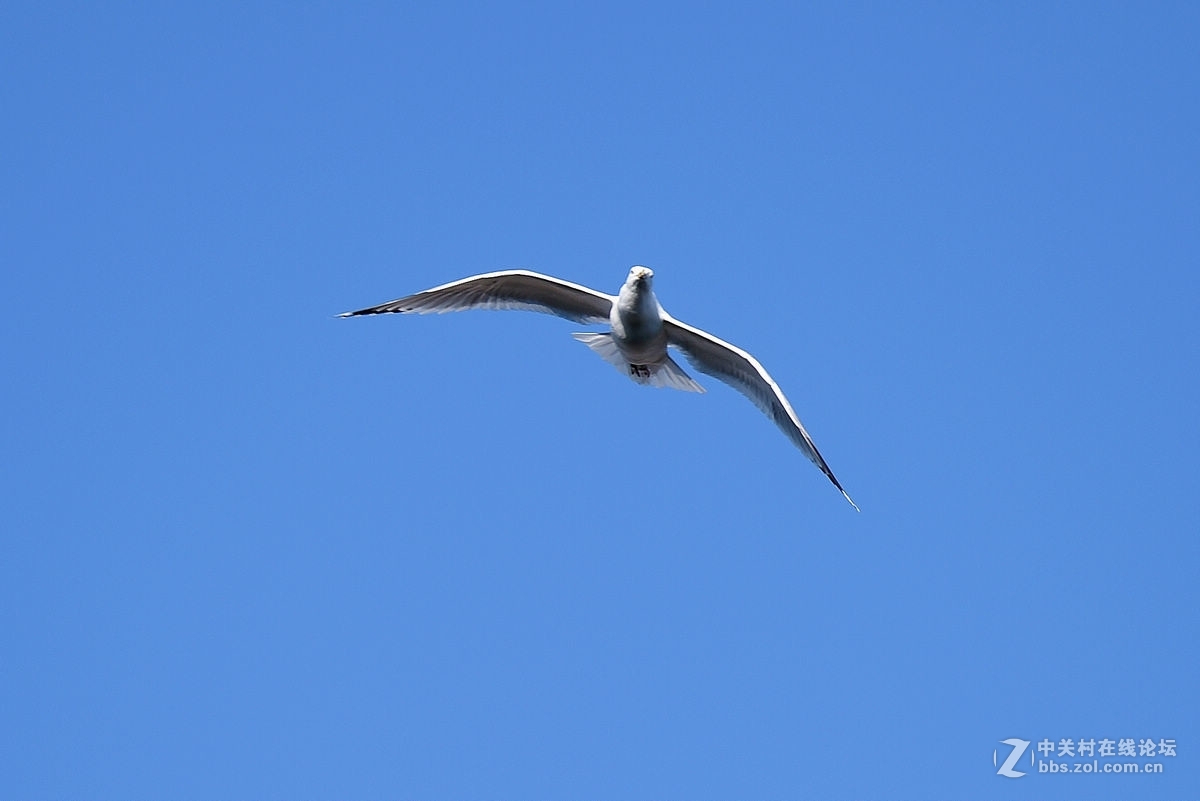 蓝天下飞翔的“海鸥”