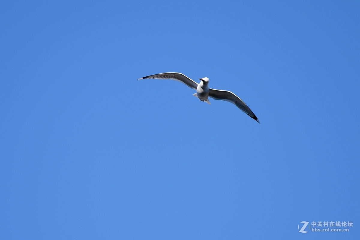 蓝天下飞翔的“海鸥”