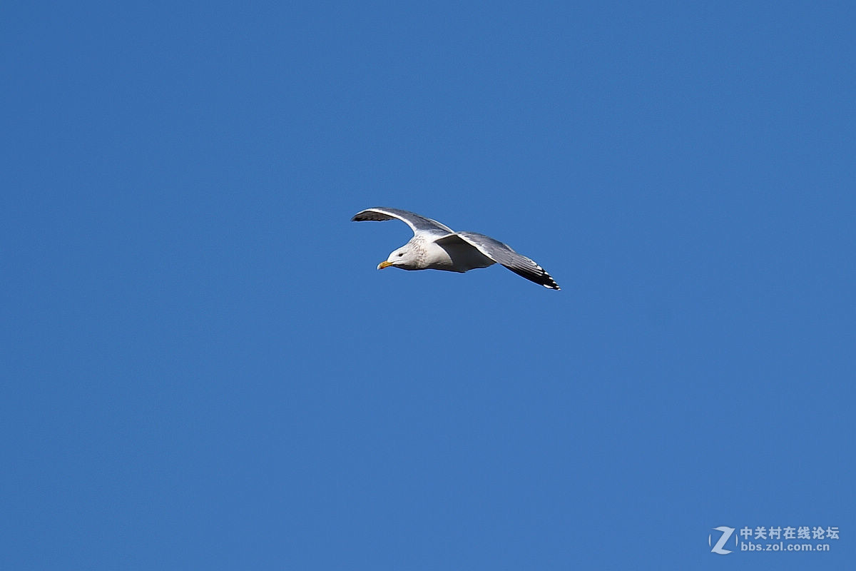 蓝天下飞翔的“海鸥”