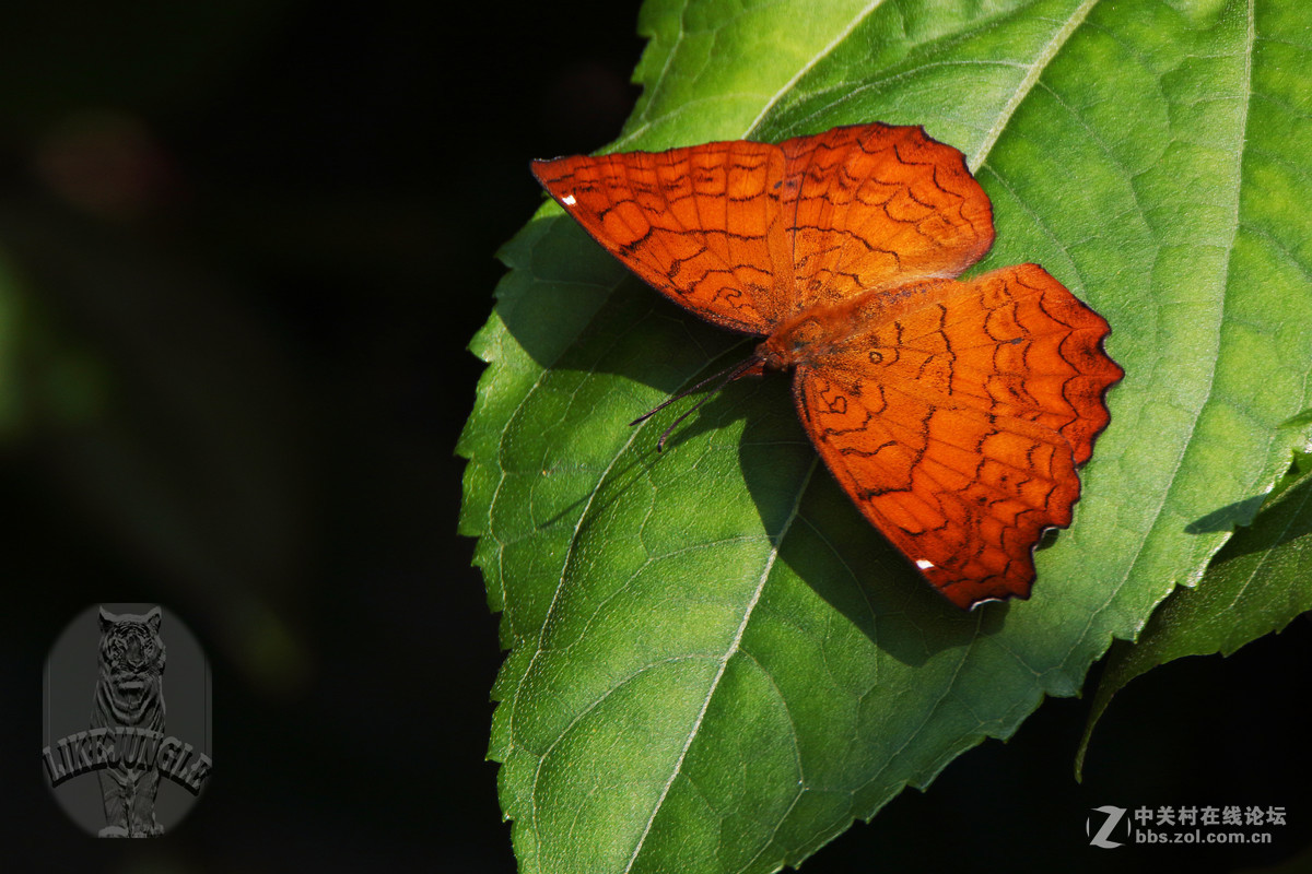 几张微距看看这个镜头的表现