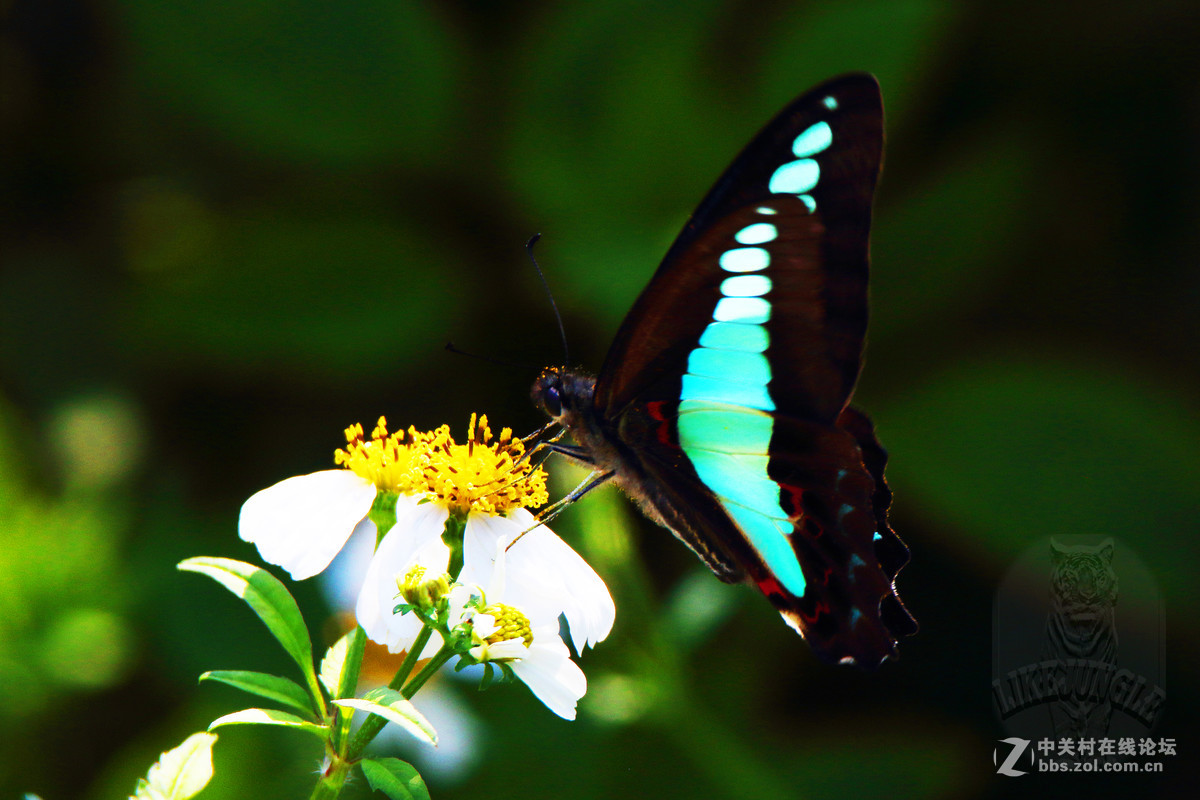 几张微距看看这个镜头的表现