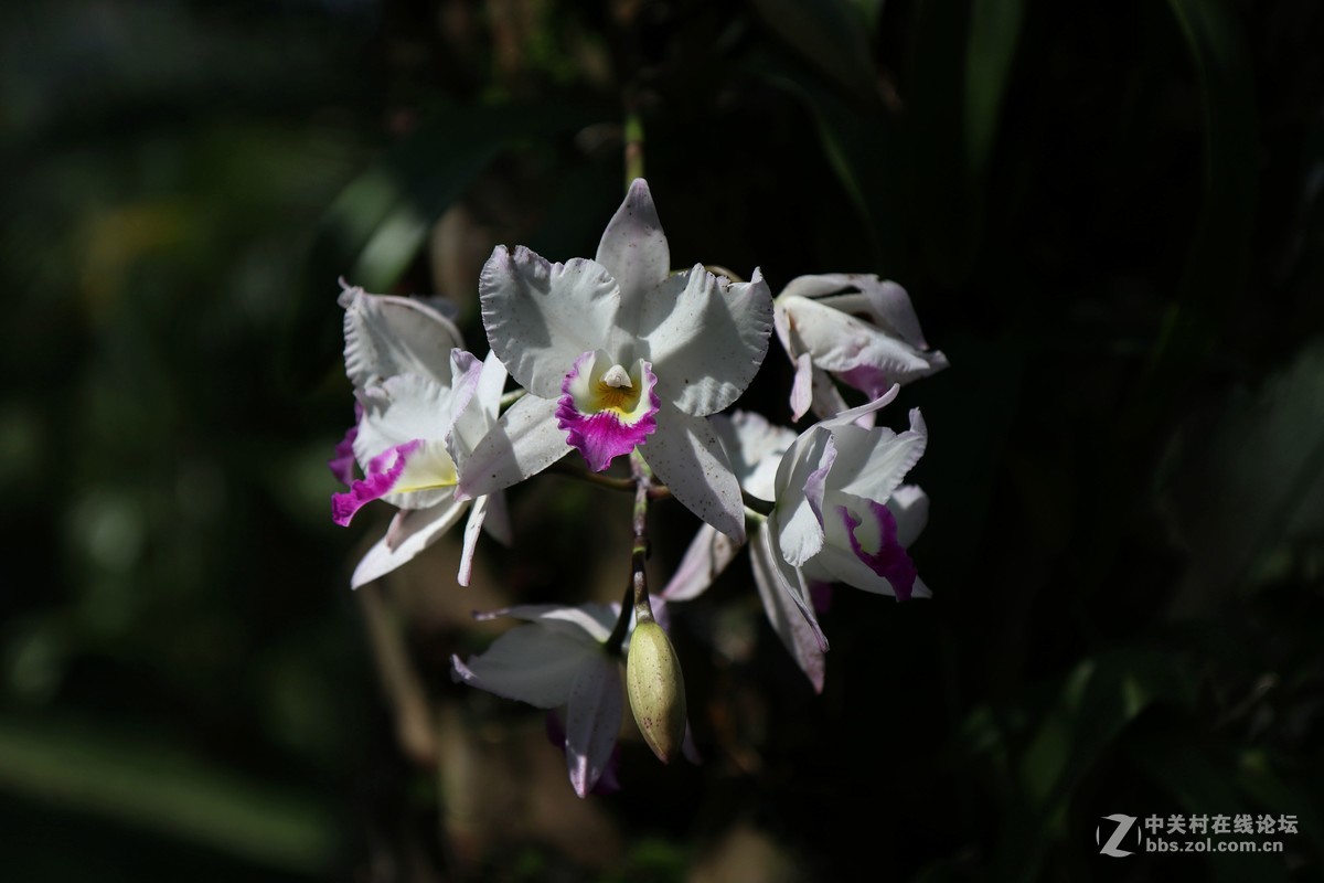 南宁青秀山兰园