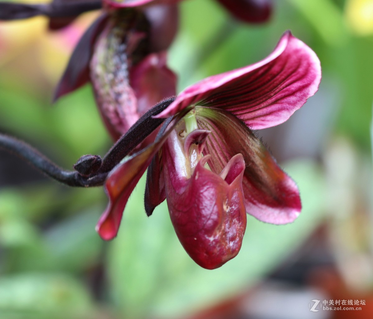 南宁青秀山兰园