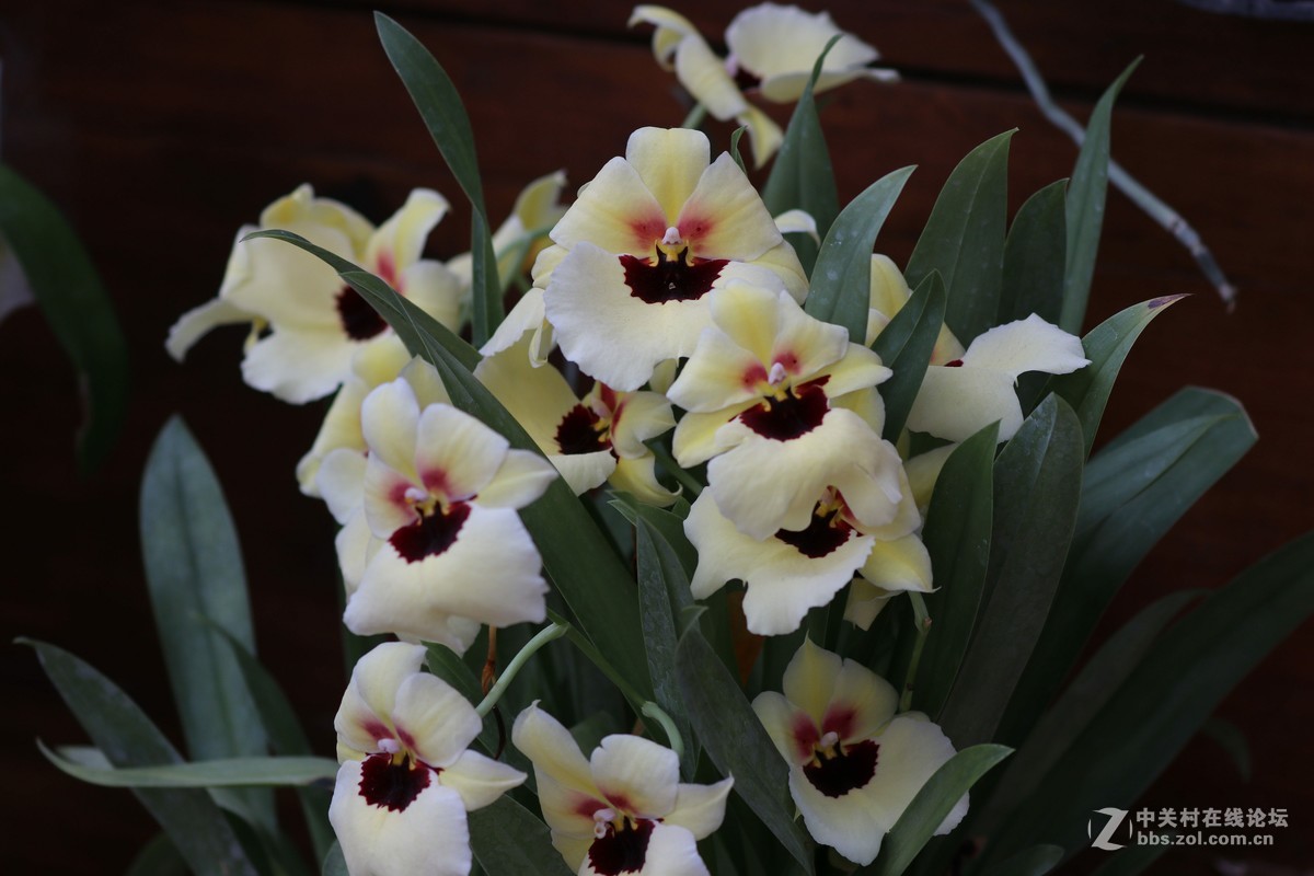 南宁青秀山兰园