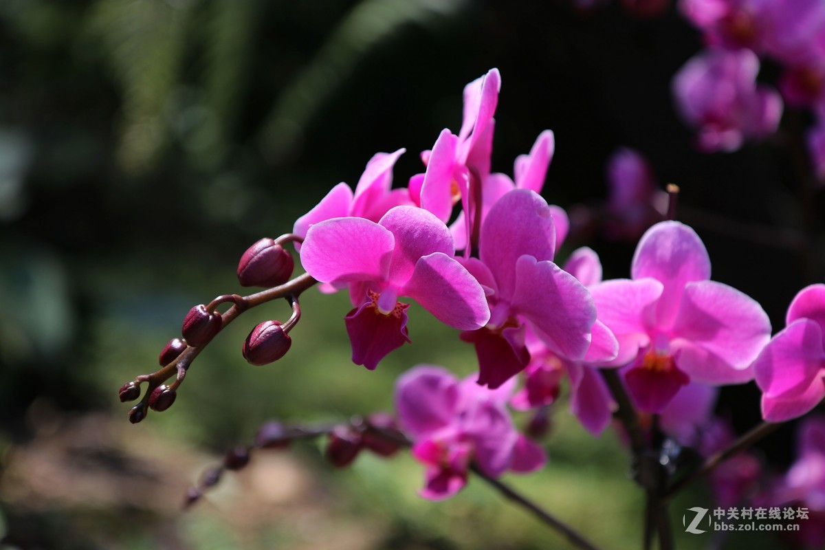 南宁青秀山兰园