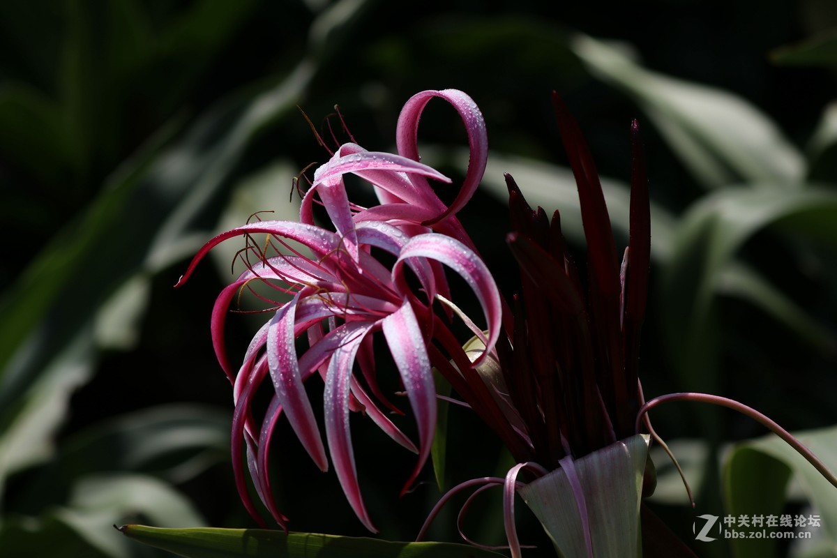 南宁青秀山兰园