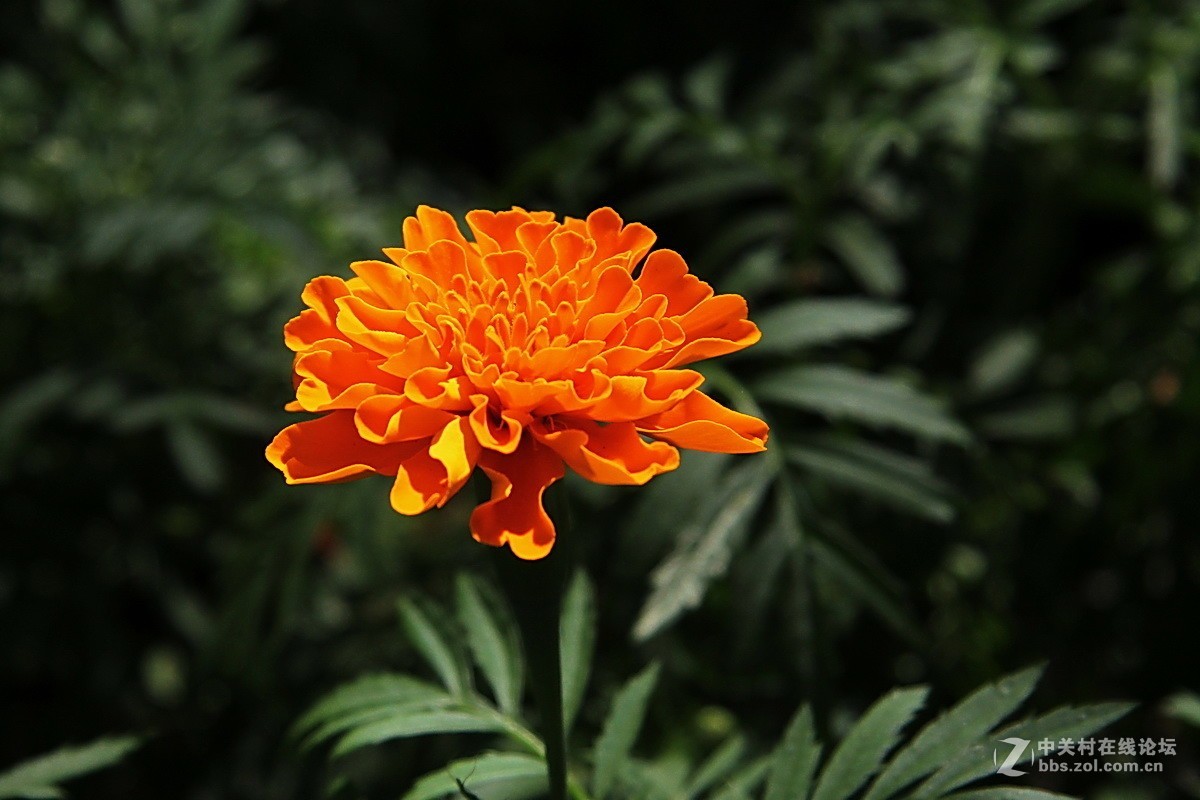 关东百花园106橙色万寿菊