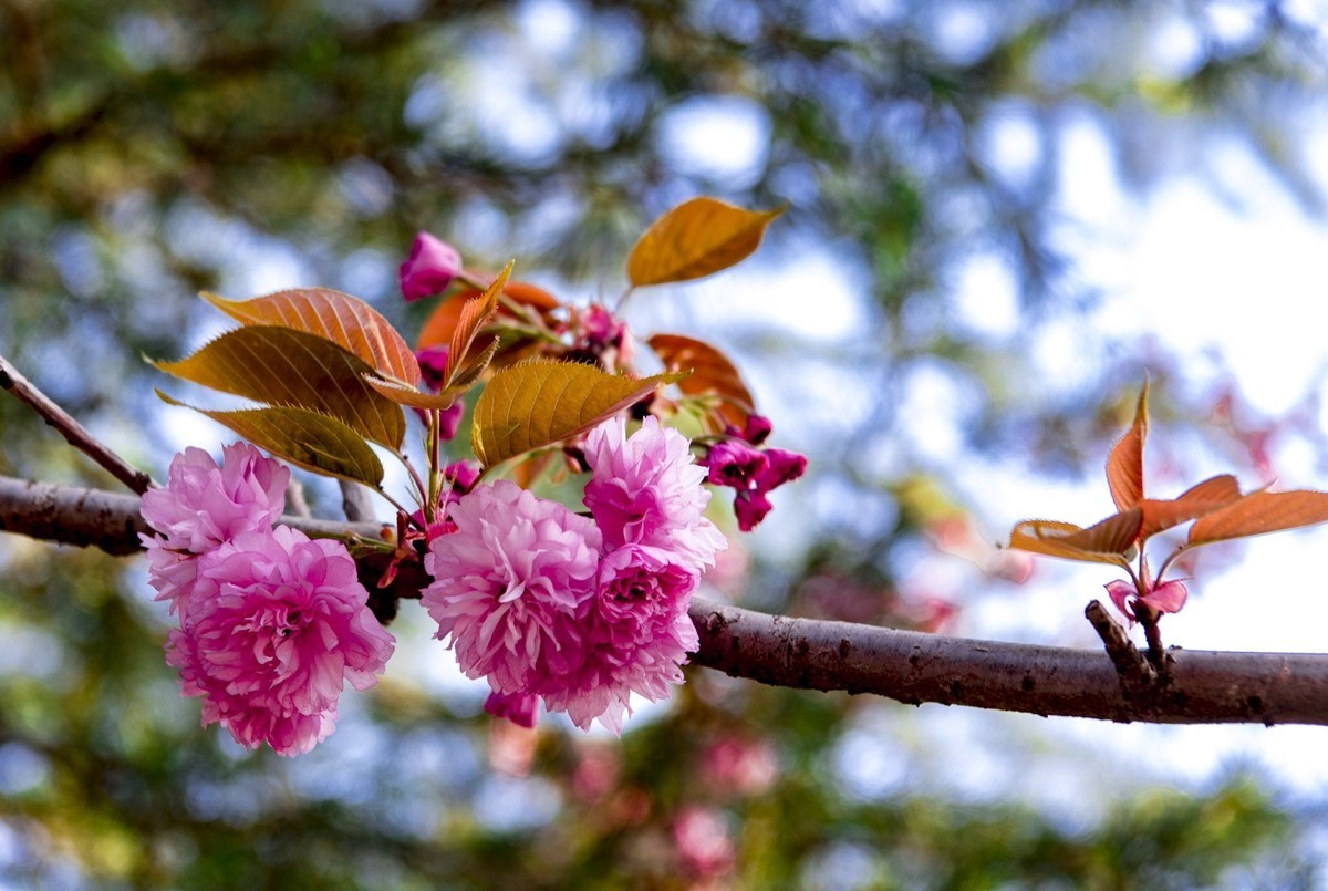 渔洞樱花浪漫时，斗艳争妍着意春。