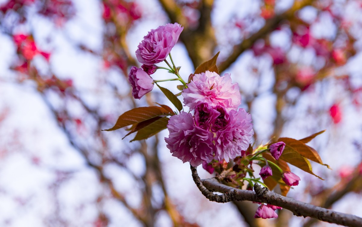 渔洞樱花浪漫时，斗艳争妍着意春。