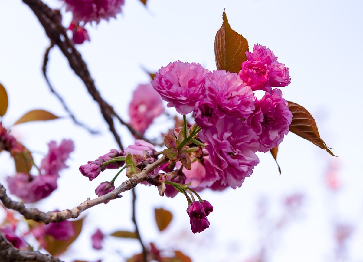 渔洞樱花浪漫时，斗艳争妍着意春。