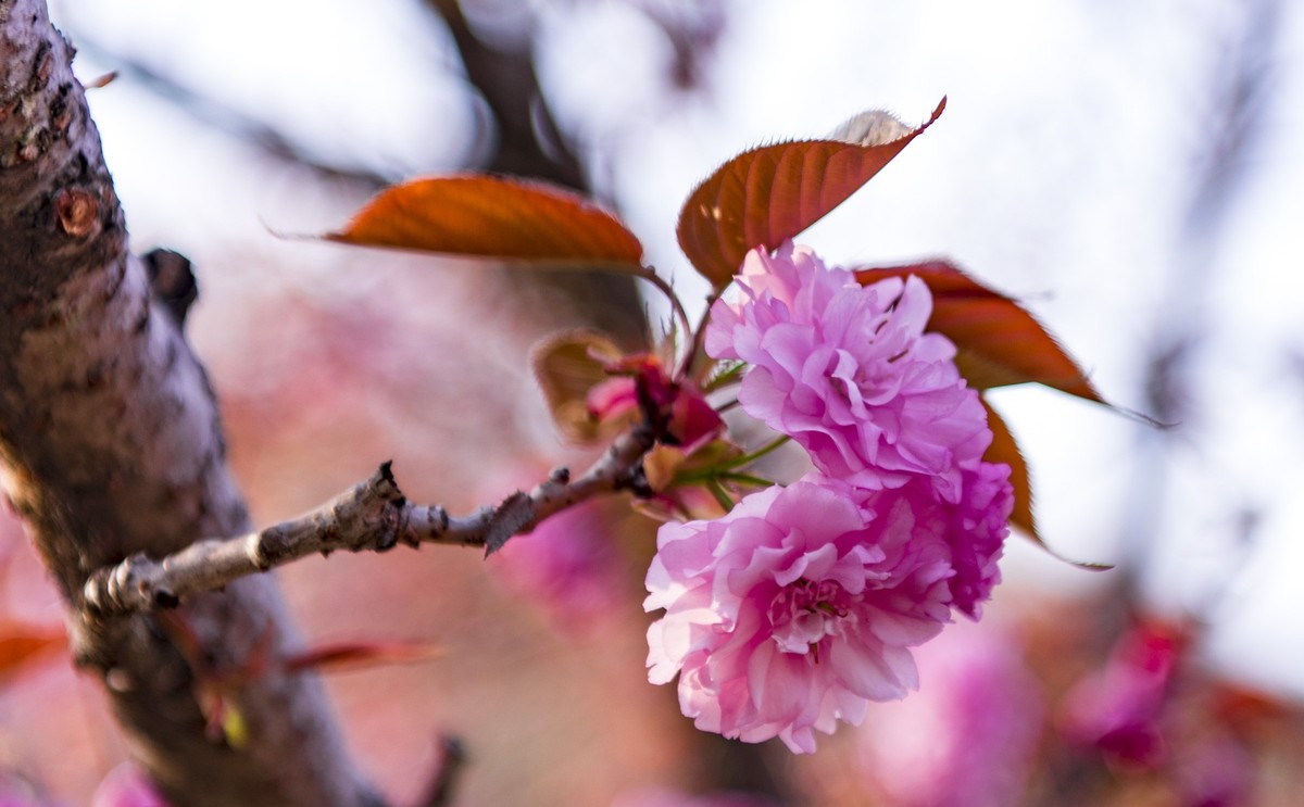 渔洞樱花浪漫时，斗艳争妍着意春。