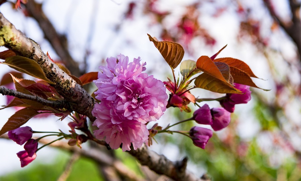 渔洞樱花浪漫时，斗艳争妍着意春。