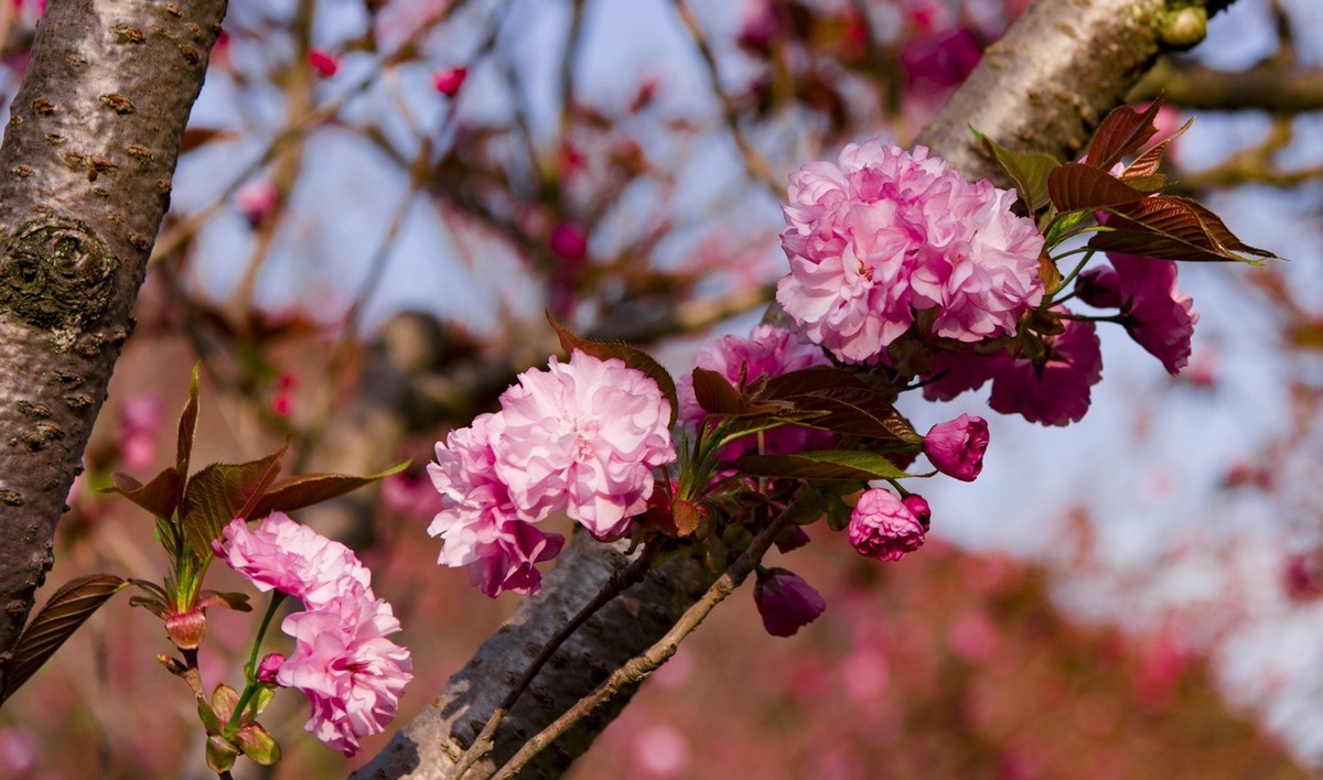 渔洞樱花浪漫时，斗艳争妍着意春。