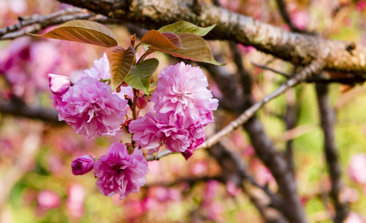 渔洞樱花浪漫时，斗艳争妍着意春。