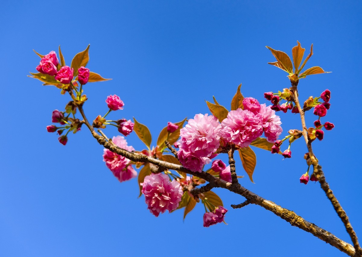 渔洞樱花浪漫时，斗艳争妍着意春。