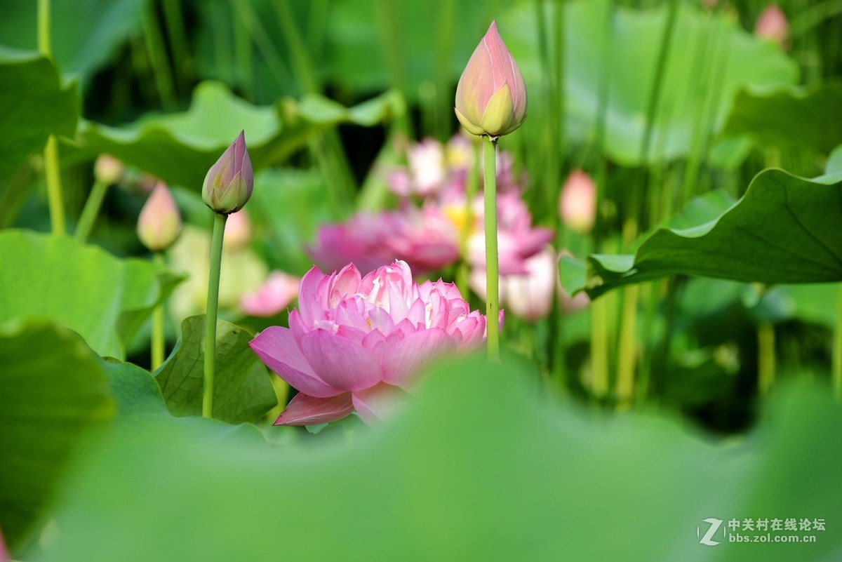 映日荷花别样红  杨万里 [朝代] 宋