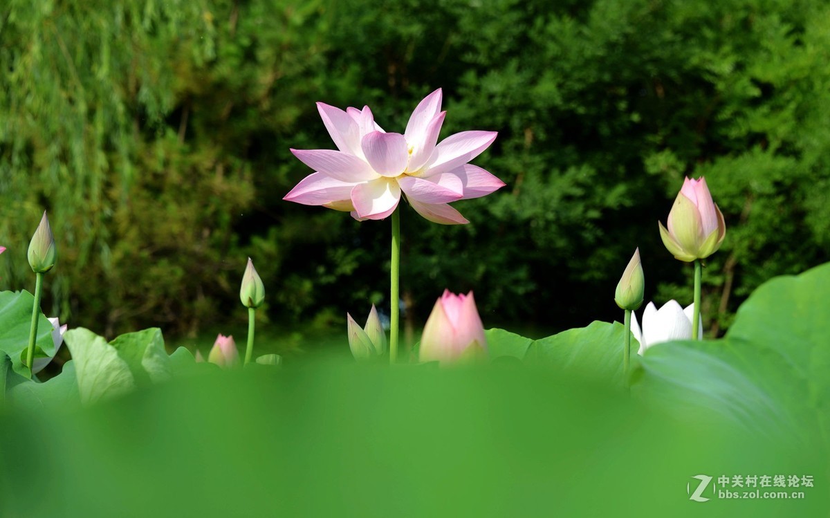 映日荷花别样红  杨万里 [朝代] 宋
