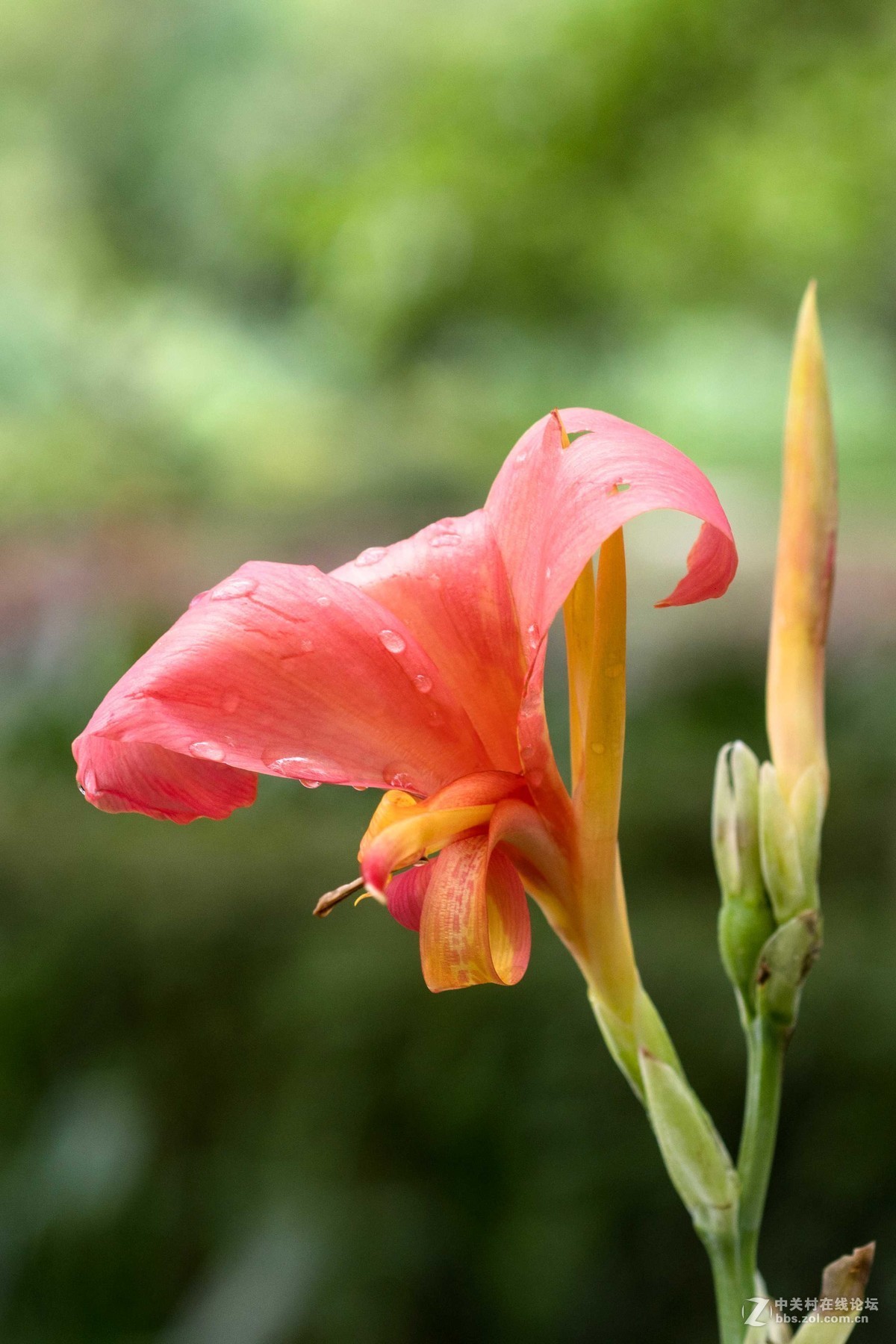 尼康D7500微距，人像，荷花一张小鸟喂食。高感5000在光线好的时候可以用
