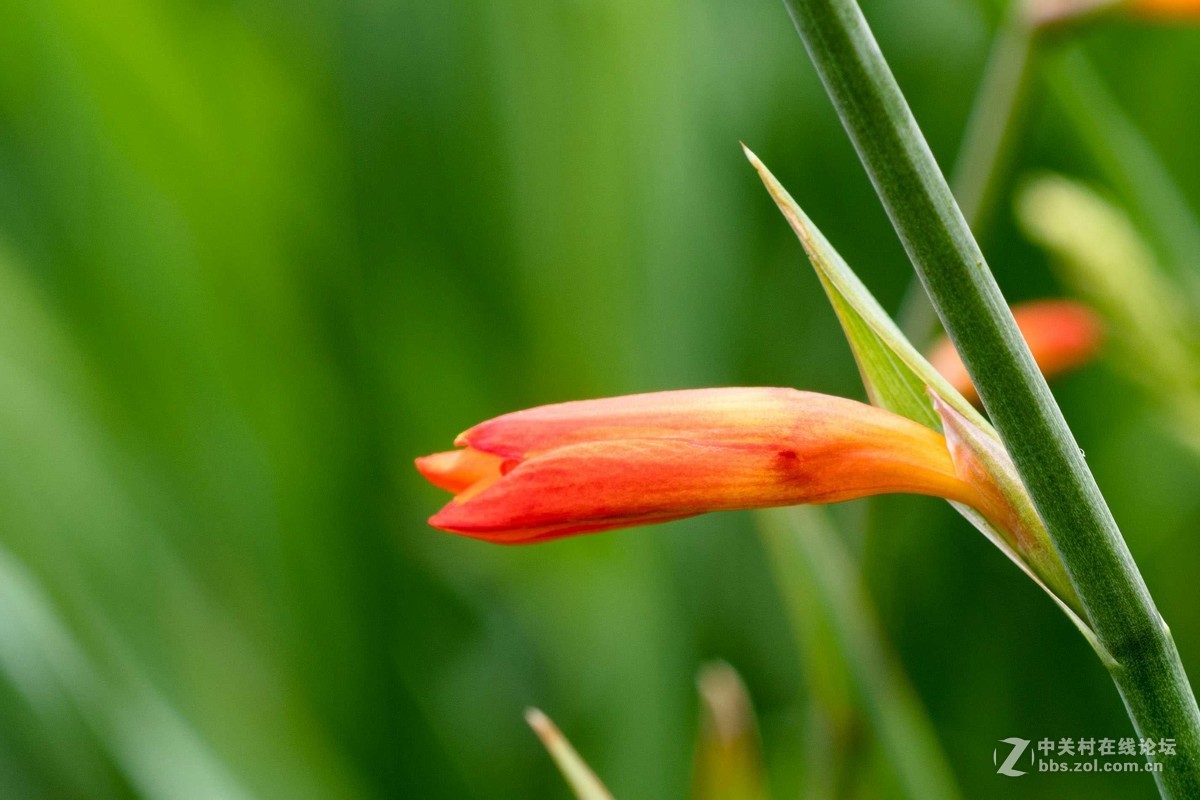 尼康D7500微距，人像，荷花一张小鸟喂食。高感5000在光线好的时候可以用