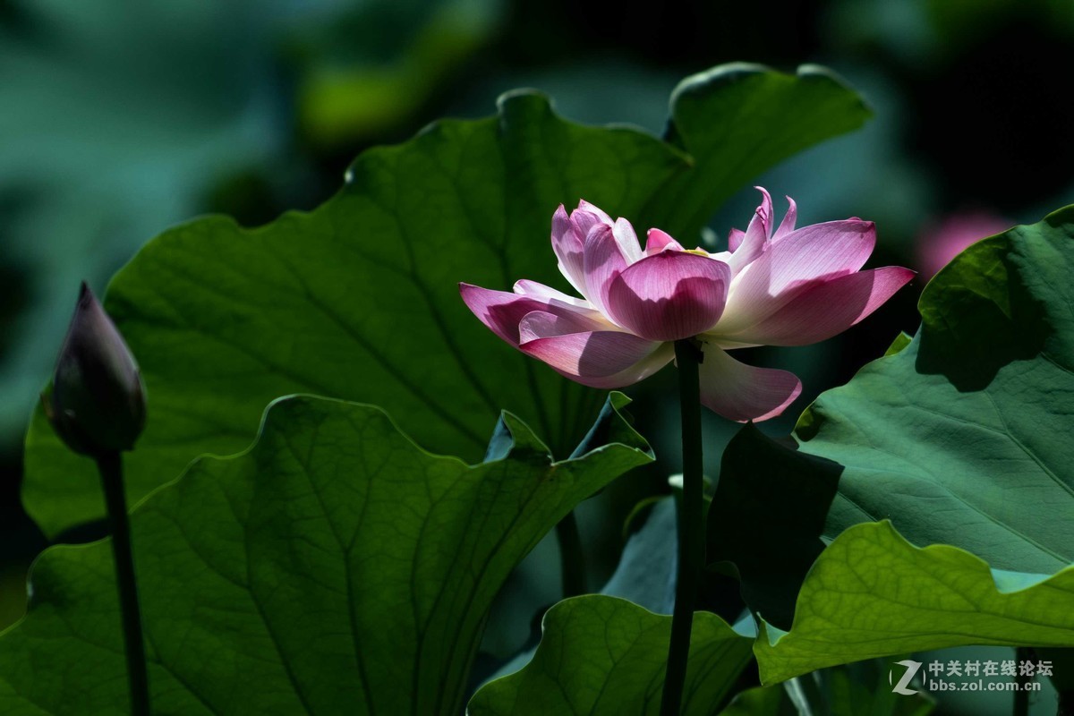 尼康D7500微距，人像，荷花一张小鸟喂食。高感5000在光线好的时候可以用