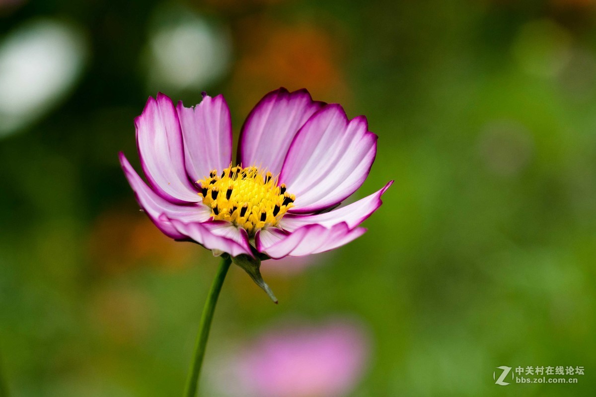 尼康D7500微距，人像，荷花一张小鸟喂食。高感5000在光线好的时候可以用