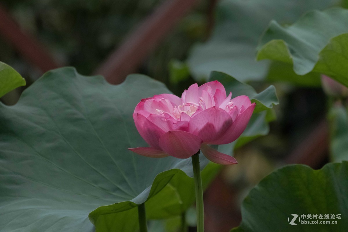 尼康D7500微距，人像，荷花一张小鸟喂食。高感5000在光线好的时候可以用